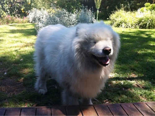 Dogilike.com :: รวมภาพน้องหมาซามอยด์ตัวโต ขนฟู สายพันธุ์ที่ใคร ๆ ก็ต้องหลงรัก !!