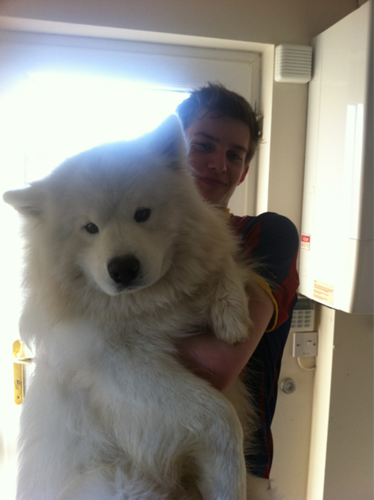 Dogilike.com :: รวมภาพน้องหมาซามอยด์ตัวโต ขนฟู สายพันธุ์ที่ใคร ๆ ก็ต้องหลงรัก !!