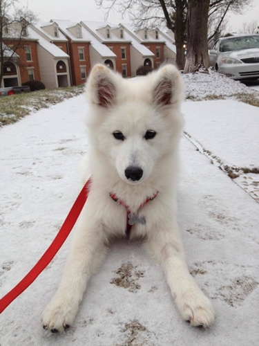 Dogilike.com :: รวมภาพน้องหมาซามอยด์ตัวโต ขนฟู สายพันธุ์ที่ใคร ๆ ก็ต้องหลงรัก !!