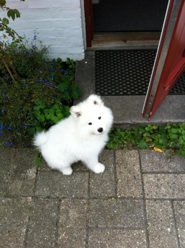 Dogilike.com :: รวมภาพน้องหมาซามอยด์ตัวโต ขนฟู สายพันธุ์ที่ใคร ๆ ก็ต้องหลงรัก !!