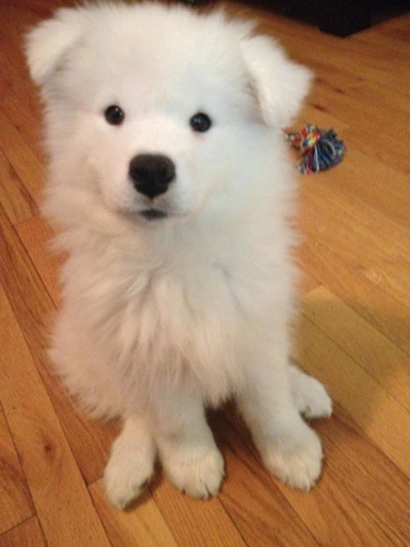 Dogilike.com :: รวมภาพน้องหมาซามอยด์ตัวโต ขนฟู สายพันธุ์ที่ใคร ๆ ก็ต้องหลงรัก !!