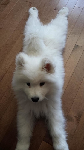 Dogilike.com :: รวมภาพน้องหมาซามอยด์ตัวโต ขนฟู สายพันธุ์ที่ใคร ๆ ก็ต้องหลงรัก !!