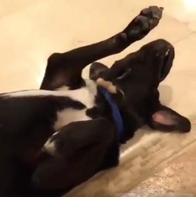 Dogilike.com :: Ի͵ٺmannequin challengeùӵǹ蹷ѧԵ价š !!