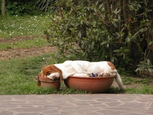 Dogilike.com :: ѡ  Ǵ ͧ˹·  繡絡ѡ !!