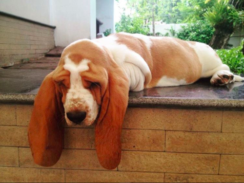 Dogilike.com :: ѡ  Ǵ ͧ˹·  繡絡ѡ !!