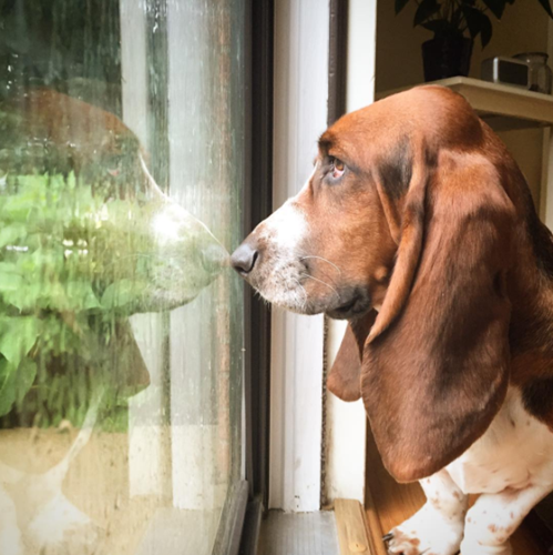 Dogilike.com :: ѡ  Ǵ ͧ˹·  繡絡ѡ !!
