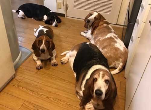 Dogilike.com :: ѡ  Ǵ ͧ˹·  繡絡ѡ !!