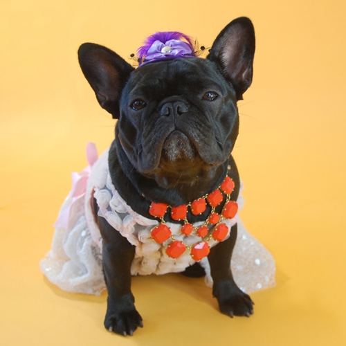 Dogilike.com :: ! ˭ԧҢͧ͡ẺشҵٺشѡѺῪ͹ؤ