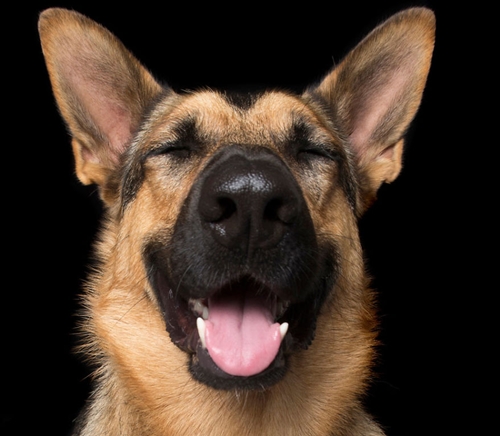 Dogilike.com :: ô! Zen Dogs Ҿ觤آͧعѢ ͪҧҾѵ觻 2016