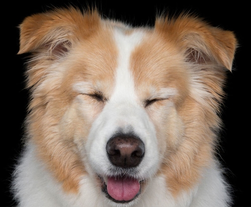 Dogilike.com :: ô! Zen Dogs Ҿ觤آͧعѢ ͪҧҾѵ觻 2016