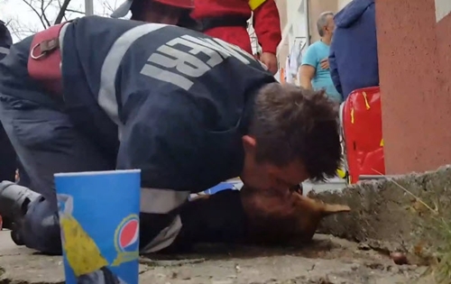 Dogilike.com :: หนึ่งชีวิตก็สำคัญ! คลิปวินาทีนักดับเพลิงทำ CPR ช่วยชีวิตสุนัขสำลักควันไฟ