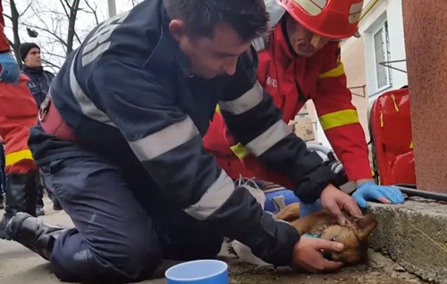 Dogilike.com :: หนึ่งชีวิตก็สำคัญ! คลิปวินาทีนักดับเพลิงทำ CPR ช่วยชีวิตสุนัขสำลักควันไฟ