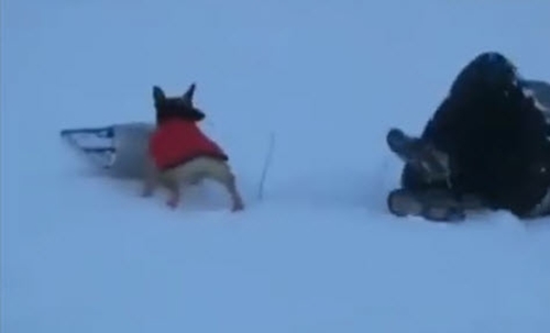 Dogilike.com :: ʹ! ԻٺشʺҢͧ͹ Ŵŧҧ¹