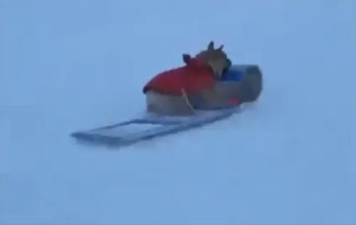 Dogilike.com :: ʹ! ԻٺشʺҢͧ͹ Ŵŧҧ¹