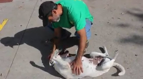 Dogilike.com :: ҷ˹͵ٺشѡµ鹷Һҹ ҵٺҡ !!