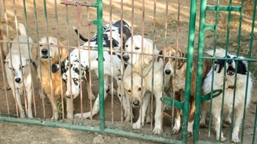 Dogilike.com :: ͧǢͧ˹ǡëͿ 繷عѢ¢ͧعѢèѴ 735  !!
