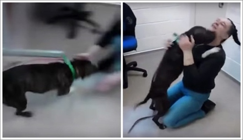 Dogilike.com :: ҷյ鹵ѹ! ԻҵٺشմҢͧ繷ѡա