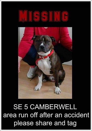 Dogilike.com :: ҷյ鹵ѹ! ԻҵٺشմҢͧ繷ѡա