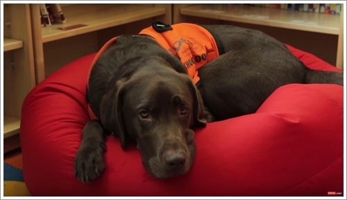 Dogilike.com :: Fernie عѢ¹觨ҡѡ çѹ  ҹ˹ѧ