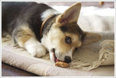 Dogilike.com :: ? 23 .. ѹعѢ (National Dog Biscuit Day)