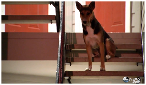 Dogilike.com :: شʧ! ٺѵҹشѡѹѺ ҹ 2 ѻ 