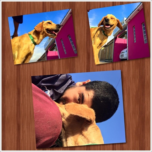 Dogilike.com :: عѢʧö١ѺѴͺ ͹¹ŧ͹ѹԹ㹪