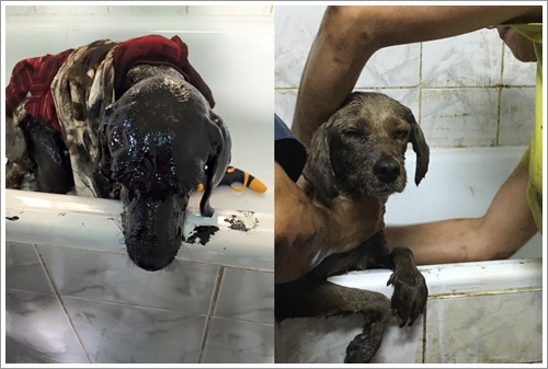Dogilike.com :: عѢʧö١ѺѴͺ ͹¹ŧ͹ѹԹ㹪