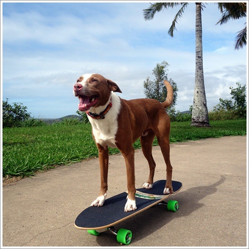 Dogilike.com :: ش! ҵٺ蹢ѭ㨪͹Źš