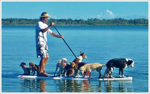 Dogilike.com :: ش! ҵٺ蹢ѭ㨪͹Źš