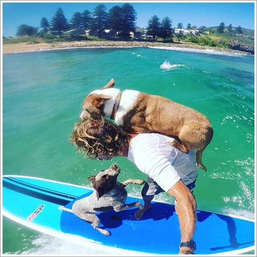 Dogilike.com :: ش! ҵٺ蹢ѭ㨪͹Źš