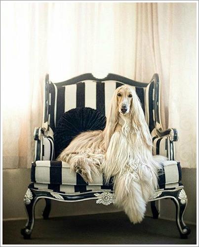 Dogilike.com :: ͹͡! 14 ¾ѹعѢ§ ҢͧʧҢ