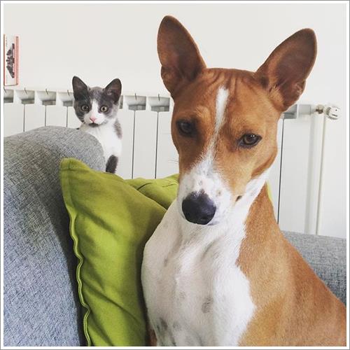 Dogilike.com :: ͹͡! 14 ¾ѹعѢ§ ҢͧʧҢ