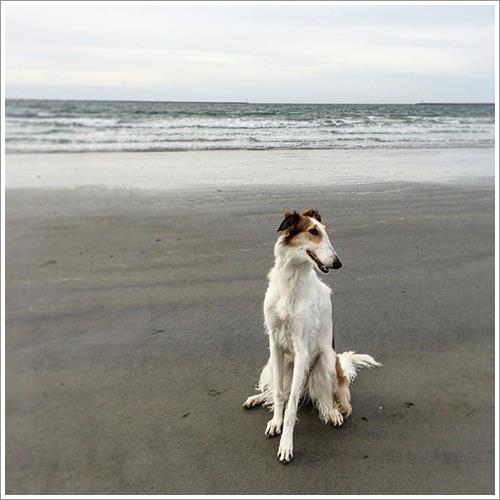 Dogilike.com :: ͹͡! 14 ¾ѹعѢ§ ҢͧʧҢ