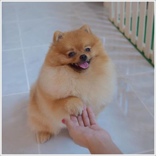 Dogilike.com :: ͹͡! 14 ¾ѹعѢ§ ҢͧʧҢ