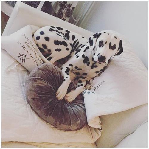 Dogilike.com :: ͹͡! 14 ¾ѹعѢ§ ҢͧʧҢ