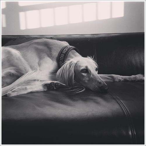 Dogilike.com :: ͹͡! 14 ¾ѹعѢ§ ҢͧʧҢ