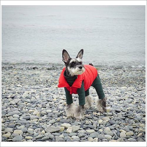 Dogilike.com :: ͹͡! 14 ¾ѹعѢ§ ҢͧʧҢ
