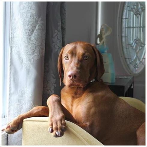 Dogilike.com :: ͹͡! 14 ¾ѹعѢ§ ҢͧʧҢ