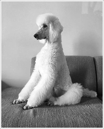 Dogilike.com :: ͹͡! 14 ¾ѹعѢ§ ҢͧʧҢ