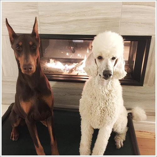 Dogilike.com :: ͹͡! 14 ¾ѹعѢ§ ҢͧʧҢ