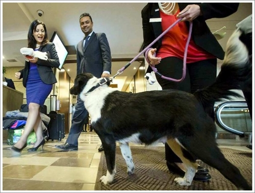 Dogilike.com :: ! ᤹Ҵ¹ç繷ѡԧعѢ ͡ҹ