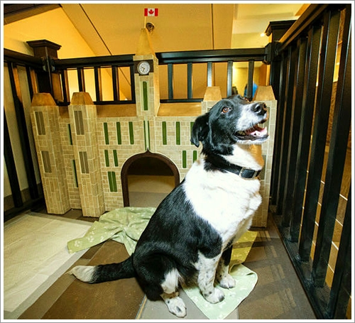 Dogilike.com :: ! ᤹Ҵ¹ç繷ѡԧعѢ ͡ҹ