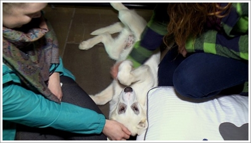 Dogilike.com :: ! ᤹Ҵ¹ç繷ѡԧعѢ ͡ҹ