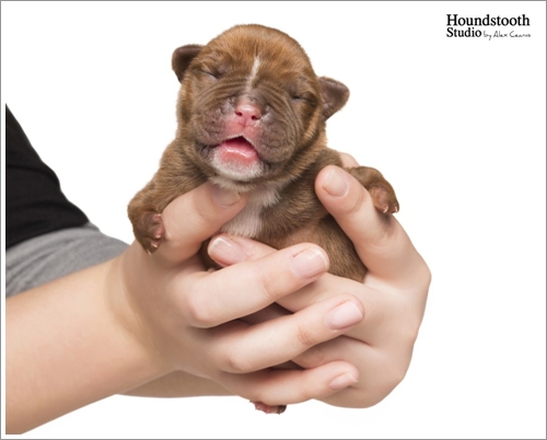 Dogilike.com :: ! ١عѢáԴ١㹡ͧд ҴԴҾԡ