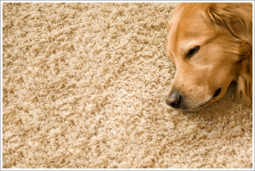 ปัญหากลิ่นสาบน้องหมาติดบ้านกับวิธีทำความสะอาดที่ใครก็ทำได้!! | Dogilike.Com