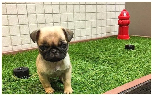 Dogilike.com :: ش! ʹԹŹͧ੾ҵٺ