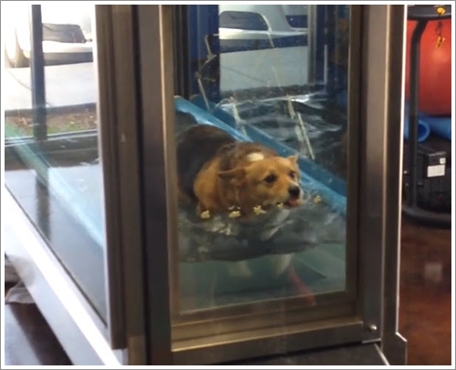 Dogilike.com :: Իͧ! Ըҵٺ¨͡ѧ 