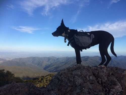 Dogilike.com :: ú! عѢѵªԵ˭ԧҢͧҡ˹Ҽ