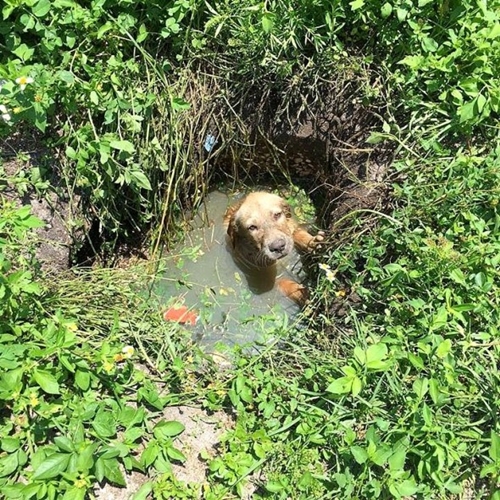 Dogilike.com :: ش! Ǩ㨴§١عѢѧªԵҡͺӺѴ
