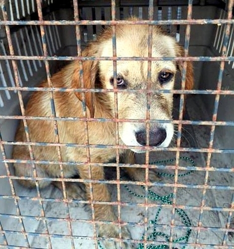 Dogilike.com :: ش! Ǩ㨴§١عѢѧªԵҡͺӺѴ